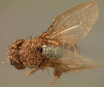 Media type: image;   Entomology 13422 Aspect: habitus dorsal view